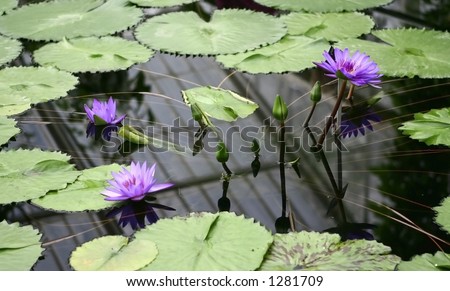 Together always - Heads of water lily flower blooming in a pond