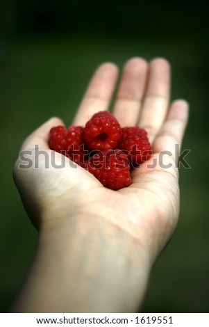 A feminine hand handing out a bunch of raspberries