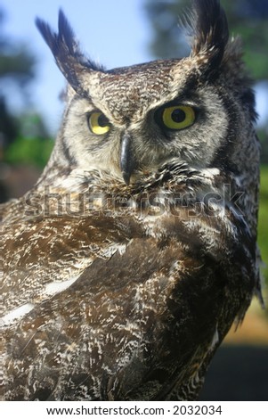 Beautiful horned owl perched on a stand.