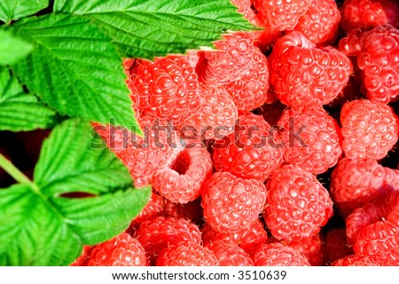 Close up of red juicy raspberries freshly picked from the farm with stalks of leaves on the side.