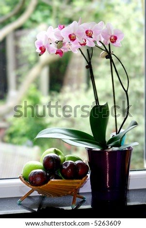 A pot of moth orchid ( phalaenopsis ) and a basket of fruit by the window ledge.