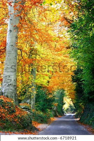 Beautiful quiet road under the canopy of warm colored autumn leaves