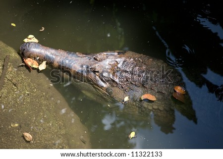 Ten foot false gavial crocodile basking in the shallow water of the zoo enclosure.