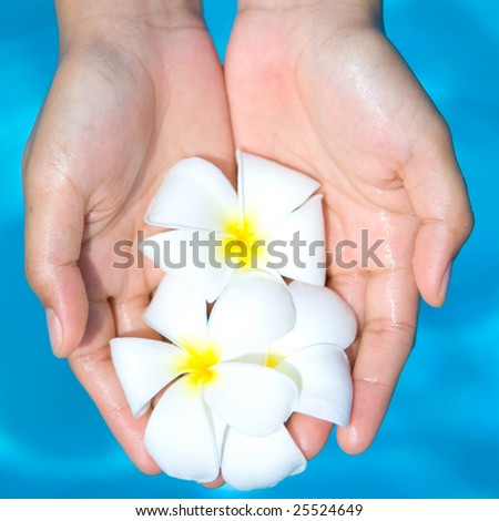 Feminine hands holding a bunch of white frangipani against blue water