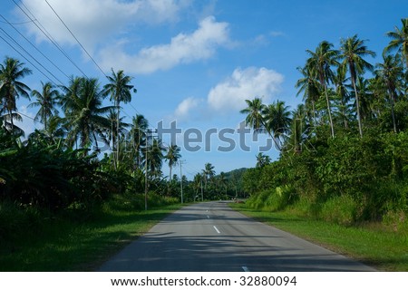 Long windy road in the tropics line with coconut palm trees alongside.