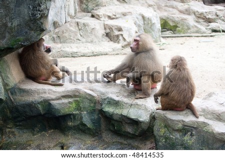 Family of baboon in a zoo enclosure taking a rest from the heat