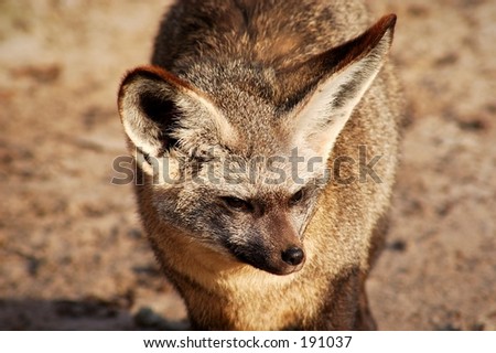 Desert fox in the sun.