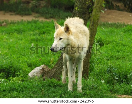 An alaska white wolf.