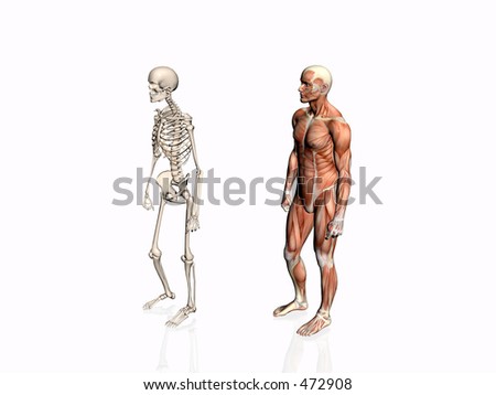 Anatomically Correct Medical Model Of The Human Body, Muscular Man With