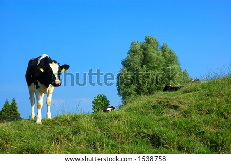 Cows grazing in a picturesque landscape setting with blue sky. Agriculture concept.