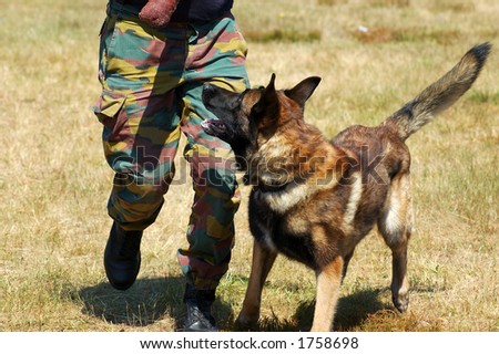 Military dog being trained.  Safety, security concept.