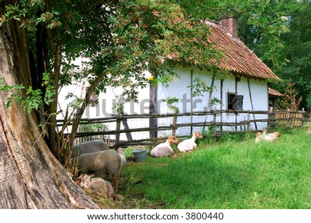 Rural scene in belgium, goats grazing on a sunny summer day. Old farmhouse in background. Agriculture concept.