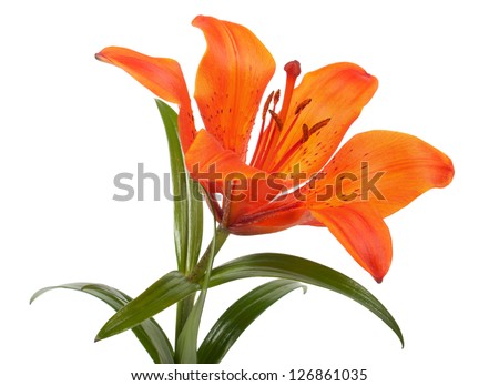 Orange lily. Isolated on white