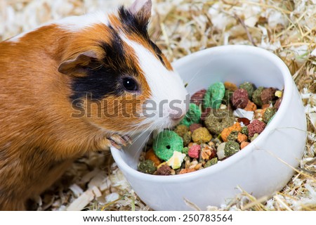 Guinea pig eating food. Closeup