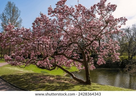 Similar – Image, Stock Photo Blooming magnolia