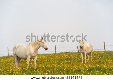 Two white horses on a grazing land