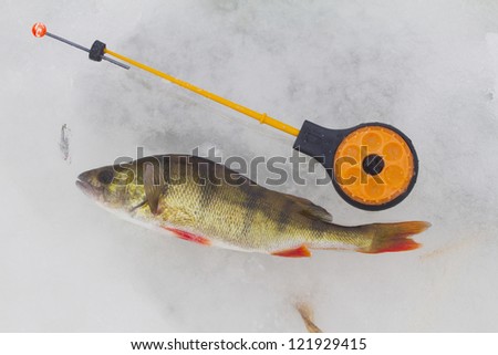 freshwater perch  on the ice fishing first in new year