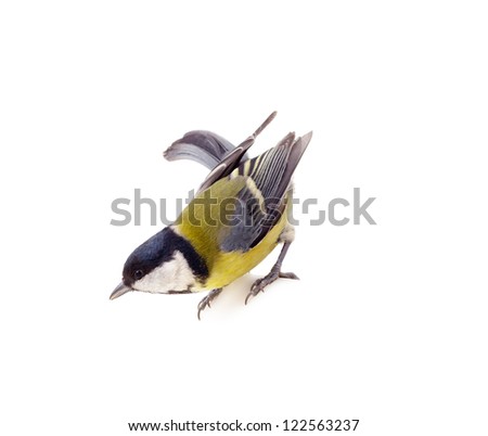 Similar – Foto Bild Vogel schaut von einer mit Stoff bespannten Terrasse herunter