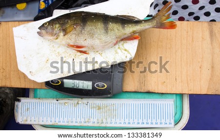 icthyological researches of a perch fish on a table of scientist