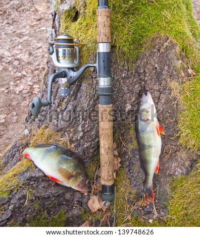 the perch fish from the forest lake