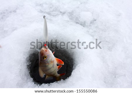 winter perch fishing leisure