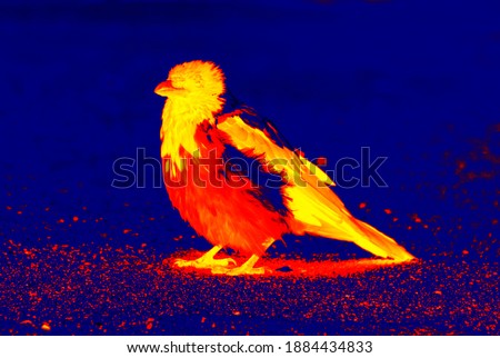 Crow on the beach. Scanning the animal's body temperature with a thermal imager Stock foto © 