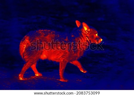 A stray dog looks like a jackal, coyote. Illustration of thermal image, thermal impressionism. Stock foto © 