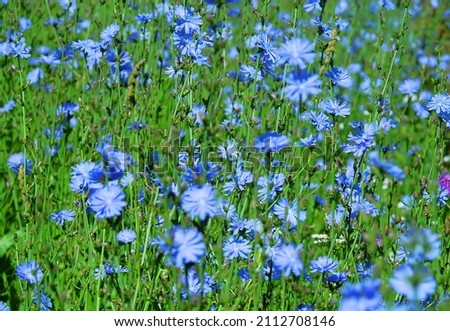 Blooming chicory, common chicory (Cichorium intybus). Honey plant (nectar and pollen). Coffee substitute. Used in confectionery, canning production, appetite drinks, infusion of chicory inflorescence Сток-фото © 