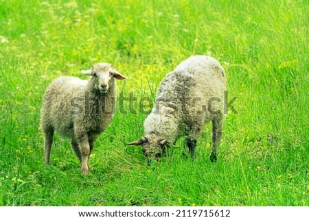 Sheep on the fat mountain pastures of Altai Photo stock © 