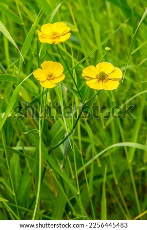 Similar – Image, Stock Photo Ranunculus bush or golden anemone with yellow flowers