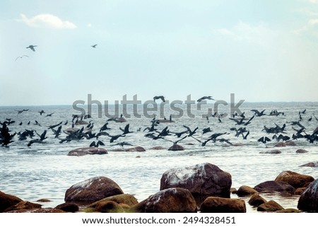 Similar – Image, Stock Photo Fish at the Baltic Sea