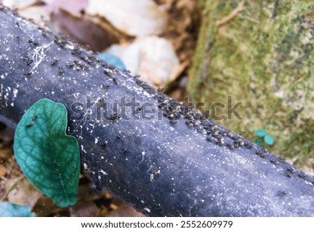 Similar – Image, Stock Photo Anthill Column of ants