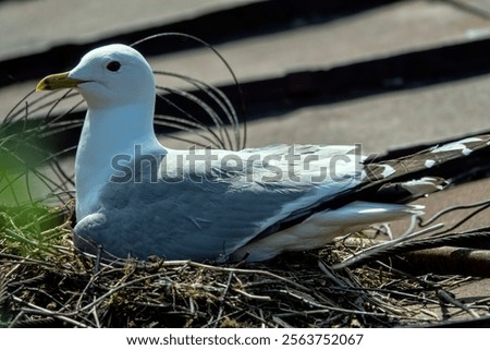 Similar – Image, Stock Photo Gull on the roof Roof