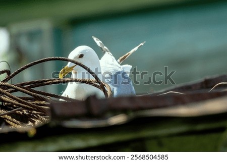 Similar – Image, Stock Photo Gull on the roof Roof