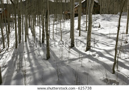 snow and aspens with cabin in back