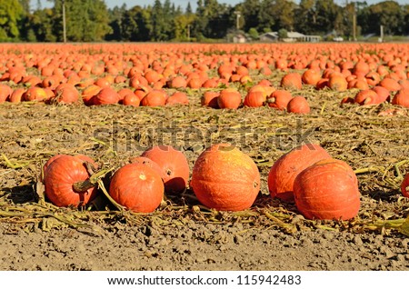 A large field of pumpkins lie in wait for pickup for Halloween