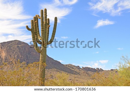 Saguaro Cacti, Carnegiea gigantea, Sonoran Desert, Arizona.  cactus