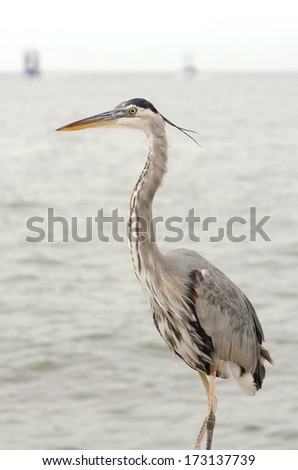 Great Blue Heron, Ardea herodias, looking for fish in the Gulf of Mexico in Louisiana