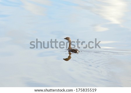 Pied-billed Grebe, Podilymbus podiceps, looking for food in northeastern Florida swamp