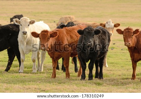 Large herd of angus cross beef steers feed on grass on a ranch in northeastern Texas