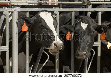 Holstein dairy cows feed and await milking at a farm in central California