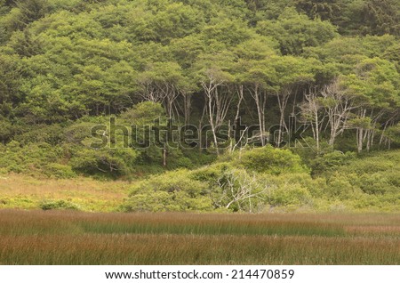Large alder tree forest and saltwater marsh along the northern California Coast near Crescent City