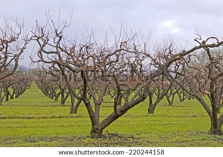 Peach tree orchard in a freezing rain storm in southern  Oregon