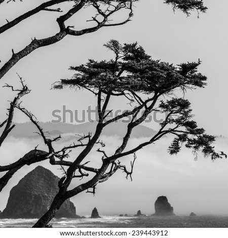 Haystack Rock at Cannon Beach Oregon with coastal fog rolling in and sitka spruce tree