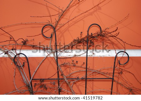 Small shrub branches in a trellis against a rust orange wall of a store in downtown Eugene Oregon