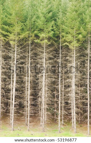 Large grove of reproduction Douglas  fir trees on a tree farm near Curtin Oregon