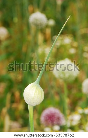 The flower of the garlic plant on a small truck farm in Clackamas Oregon which is SE from Portland OR along the Clackamas River.
