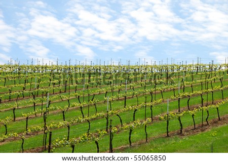 New spring grapes growing in a vineyard in the central Willamette Valley around Salem Oregon
