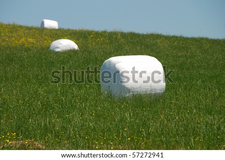 Marshmallow Fields - large round bales of hay wrapped in plastic for protection during outside storage near Roseburg OR
