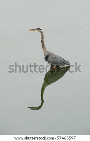 Great Blue Heron, Ardea herodias, in the Sinclair Inlet of Puget Sound near Port Orchard Washington.